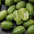 معرفی و راهنمای پرورش سبزی جات غیر برگی - هندوانه مینیاتوری مکزیکی - خیار ترش مکزیک 